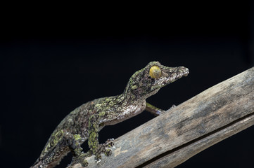 lizard gecko isolated on white background