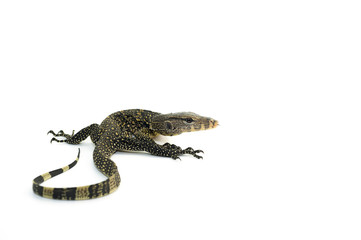 varanus isolated in white