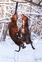 Dogs are hanging on a tree in the forest