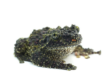 frog isolated on white
