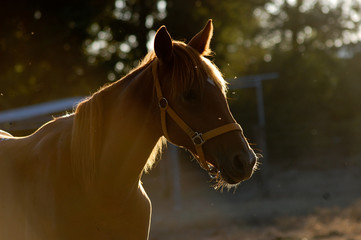 Horse enjoying the sun