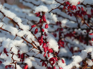 Sunlit branch of barberry (berberis) covered with first snow. Snowy bush with red berries.