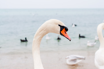 Swans wintering on the beach of the Black Sea