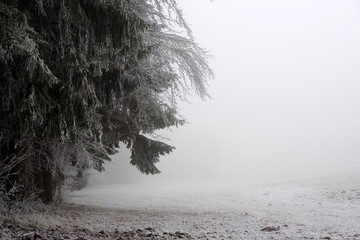 Nebelwald, von Raureif bedeckte Fichten im Nebel