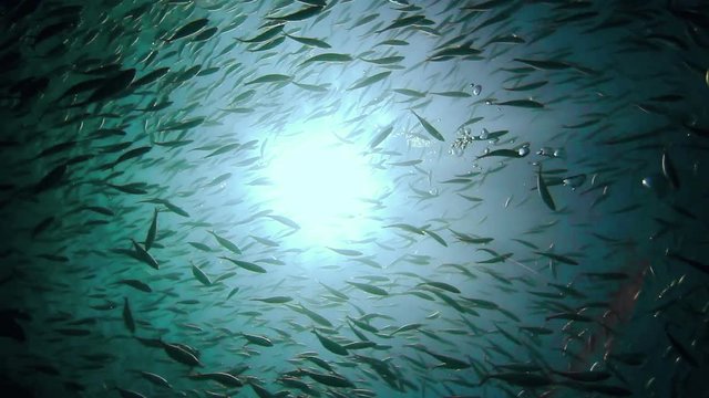 school of fish in the water of Caribbean sea