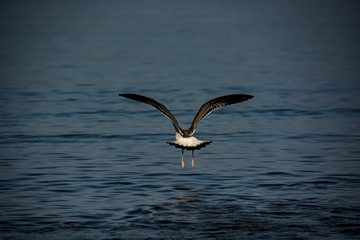 seagull over water