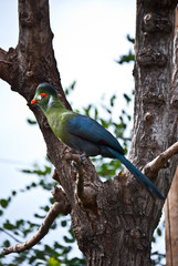 Turaco cariblanco