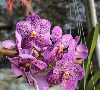 Or kid flower