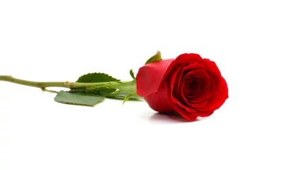 Crédence de cuisine en verre imprimé Roses Belle rose rouge unique isolé sur fond blanc
