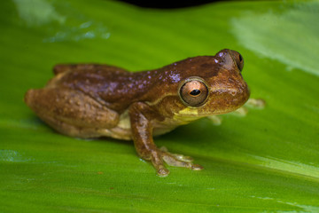Rana