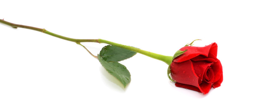 Fototapeta beautiful single red rose isolated on white background