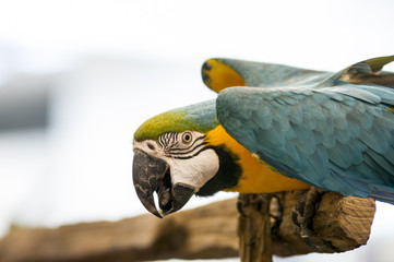 Portrait of colorful  Macaw parrot 