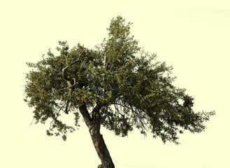 Olive tree blossom, isolated