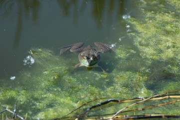 A Bull Frog Floating Comfortably in A Green Water Pond