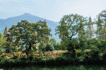 The forest and river scenery
