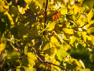 Natural texture of vineyard on autumn