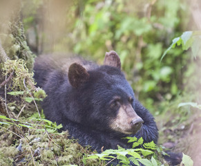 Cute Bear Cub, Alaska