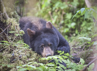 Cute Bear Cub, Mendenhall, Juneau © Betty Sederquist