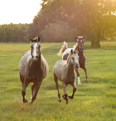 Obraz premium Appaloosa mare, foal and stallion run toward us