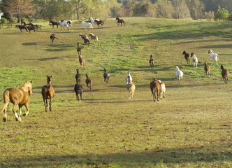 Naklejka na ściany i meble Large herd of mares gallops across large open paddock