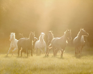 Herd of colorful mustangs in the flare of late afternoon sun light