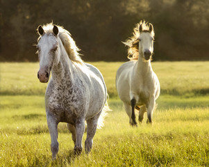 Obraz premium Two mares run toward us backlit in golden afternoon light