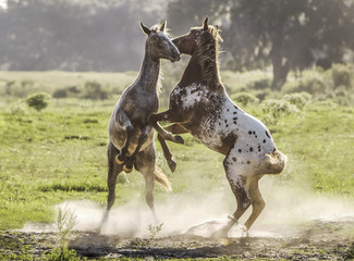 Two weanling Appaloosa Mustangs rear up and play fight
