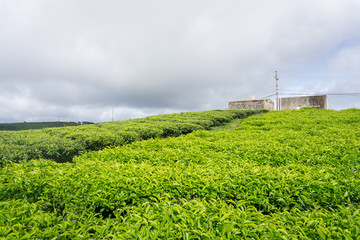 Cau Dat green tea hill farm