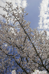 Cherry flowers. Cherry tree blooming