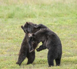 Playing Brown Bear Cubs