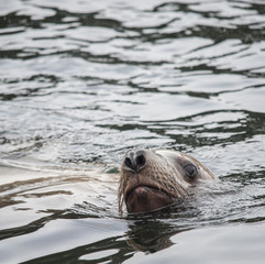 Obraz premium Curious Steller Sea Lion