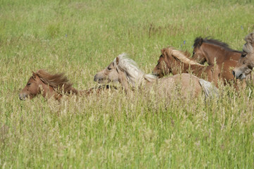 Fototapeta na wymiar Miniature horses in tall grass meadow