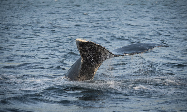 Humpback Whale Spout