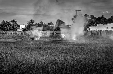 Fototapeta premium Men burning dry straw in rice field. Black and white