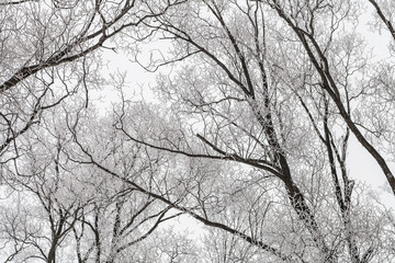 snow covered willow tree branches