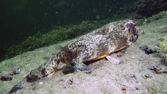 longnose batfish sitting on the bottom of coral reef