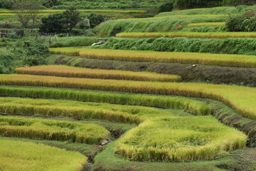 秋の棚田