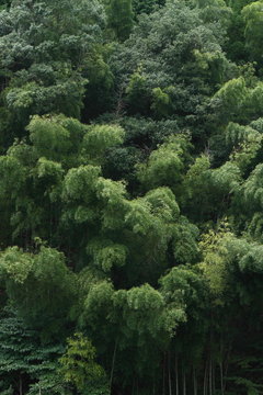 秋の竹林