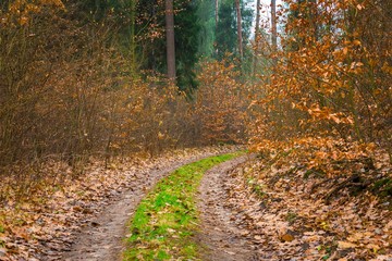 Fall forest with beautiful colors and sandy road