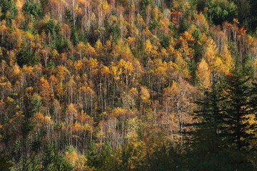 Fototapeta premium 秋の岳樺林