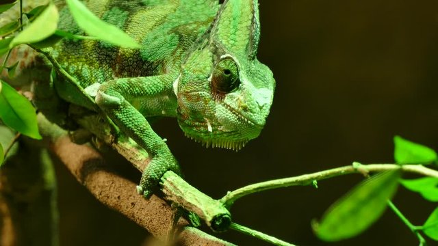 green veiled chameleon lizard 
