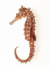 Sea horse © imagenavi