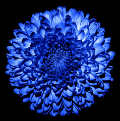 Surreal dark blue chrysanthemum (golden-daisy) flower macro isolated on black