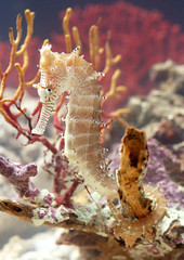 Sea horse