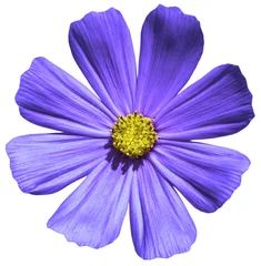 Crédence en verre imprimé Fleurs Purple flower Primula macro isolated on white