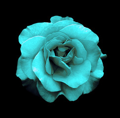 Surreal dark chrome turquoise rose flower macro isolated on black