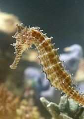 Sea horse