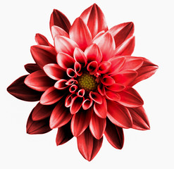 Surreal dark chrome red flower dahlia macro isolated on white