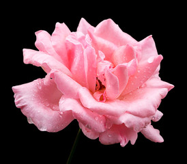 Naklejka premium Natural pink rose flower isolated on black
