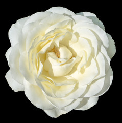 Obrazy na Plexi  Biały i żółty przetargu kwiat róży makro na czarnym tle